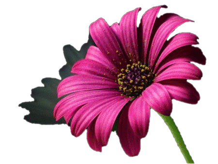 Bon jeudi   bon caf� a tous boop        sam des fleurs pour toi bise .